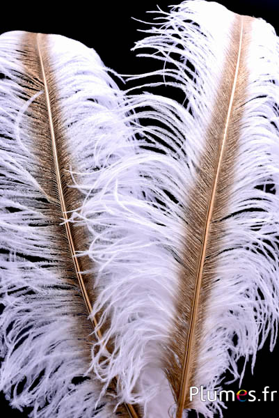 Struzzo con rachide dorato – 50-60 cm – bianco